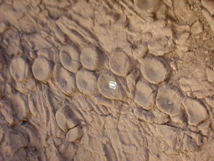 Fossilerte ryggvirvler fra fiskeøgler funnet i Nevada i USA. (Foto: Mark McMenamin) Fossilerte ryggvirvler fra fiskeøgler funnet i Nevada i USA. (Foto: Mark McMenamin)