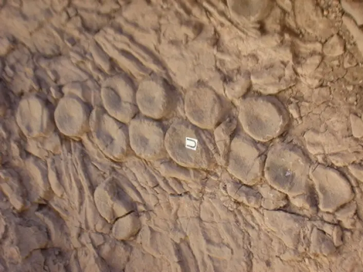 Fossilerte ryggvirvler fra fiskeøgler funnet i Nevada i USA. (Foto: Mark McMenamin) Fossilerte ryggvirvler fra fiskeøgler funnet i Nevada i USA. (Foto: Mark McMenamin)