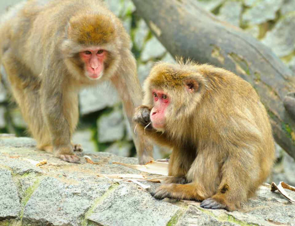 Hjerneskanninger av makakeaper førte kognisjonforskerne på sporet av en stor oppdagelse: Vi speiler andre veseners bevegelser i bevisstheten vår – derfor kan vi føle med andre. (Foto: Colourbox)