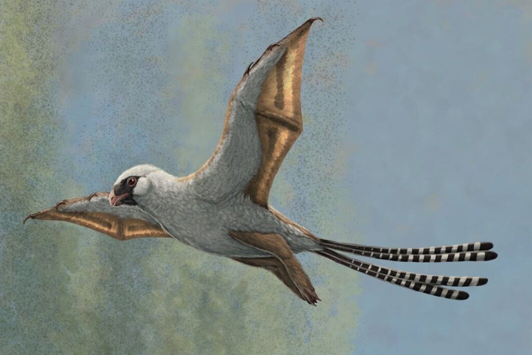 Ambopteryx utviklet vinger som kan minne litt om flaggermusens. De viste seg ubrukelige å fly med. Ambopteryx utviklet vinger som kan minne litt om flaggermusens. De viste seg ubrukelige å fly med.