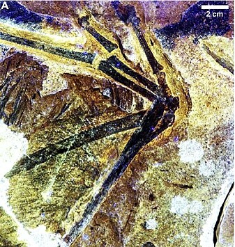 Ambopteryx sitt mislykkede forsøk på en fuglevinge. Ambopteryx sitt mislykkede forsøk på en fuglevinge.