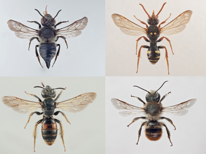 Skogkjeglebie (Coelioxys lanceollata), storvepsebie (Nomada marshamella), strandmurerbie (Osmia maritima) og rødknappsandbie (Andrena hattorfiana). (Foto: Arnstein Staverløkk/NINA) Skogkjeglebie (Coelioxys lanceollata), storvepsebie (Nomada marshamella), strandmurerbie (Osmia maritima) og rødknappsandbie (Andrena hattorfiana). (Foto: Arnstein Staverløkk/NINA)