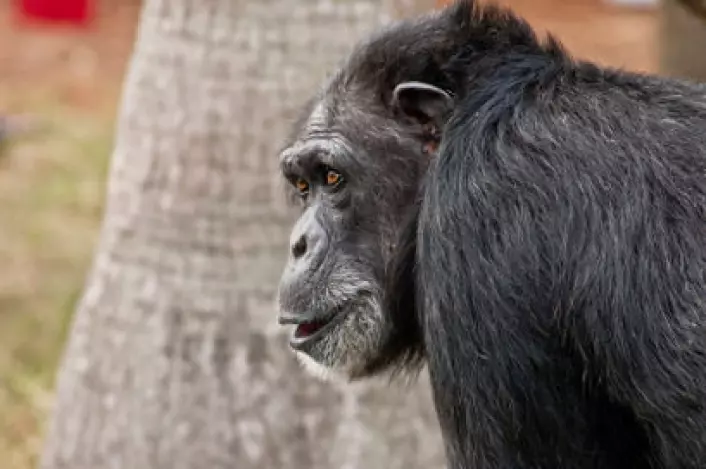 Flest druer, ikke mest rettferdighet, betyr noe i sjimpansenes verden. (Illustrasjonsfoto: iStockphoto)