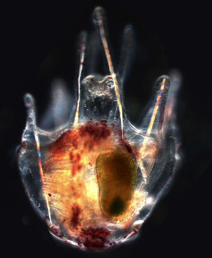 Larve av kråkebolle slik den ser ut i den tidlige fasen mens den flyter fritt i havet. De små armene brukes til å fange mat. (Foto: Jason Hodin, Stanford University Hopkins Marine Field Station) Larve av kråkebolle slik den ser ut i den tidlige fasen mens den flyter fritt i havet. De små armene brukes til å fange mat. (Foto: Jason Hodin, Stanford University Hopkins Marine Field Station)