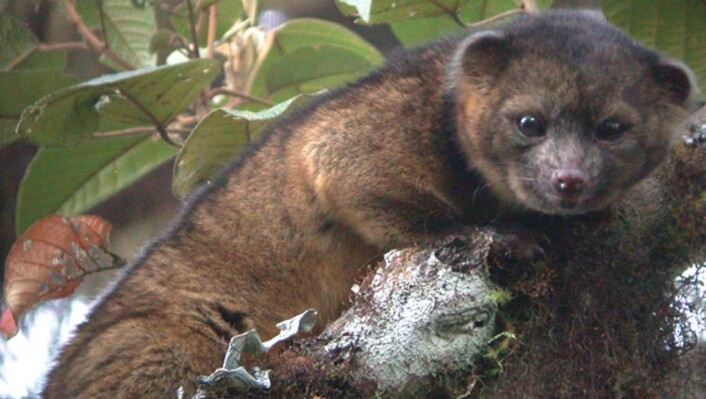 Olinguitoen (bassaricyon neblina9 er det første nyoppdaga kjøttetende pattedyret på den vestlige halvkule på 35 år. Den tilhører halvbjørnfamilien, og ble funnet i Ecuador. (Foto: mark Gurney) Olinguitoen (bassaricyon neblina9 er det første nyoppdaga kjøttetende pattedyret på den vestlige halvkule på 35 år. Den tilhører halvbjørnfamilien, og ble funnet i Ecuador. (Foto: mark Gurney)
