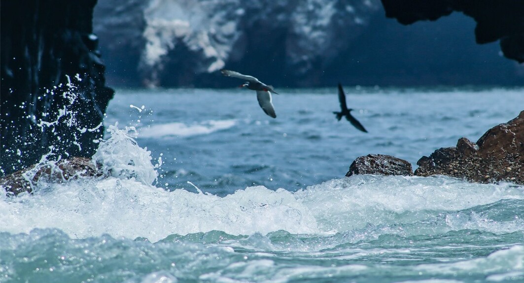 SJøfugler flyr i vinden over Stillehavet, ved Paracas i Peru. SJøfugler flyr i vinden over Stillehavet, ved Paracas i Peru.
