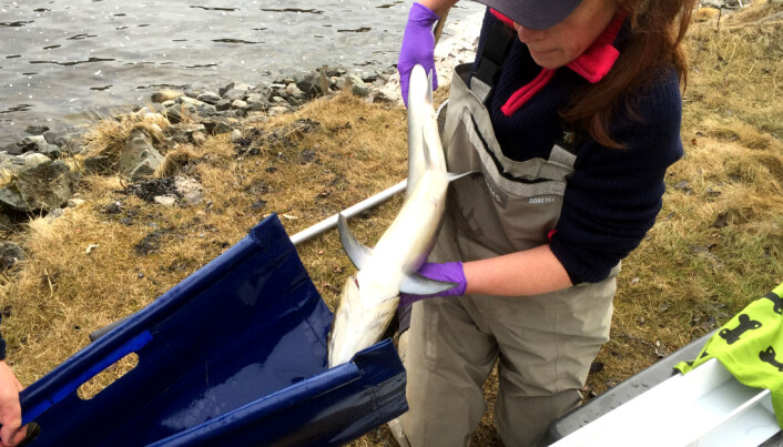 Laksen ble merket slik at forskerne kunne spore fisken med høy nøyaktighet. Laksen ble merket slik at forskerne kunne spore fisken med høy nøyaktighet.