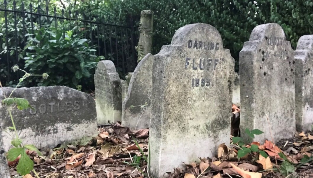 Her ligger hunden Fluff, død 1895. Bildet er fra kjæledyrskirkegården i Hyde Park i London. Her ligger hunden Fluff, død 1895. Bildet er fra kjæledyrskirkegården i Hyde Park i London.
