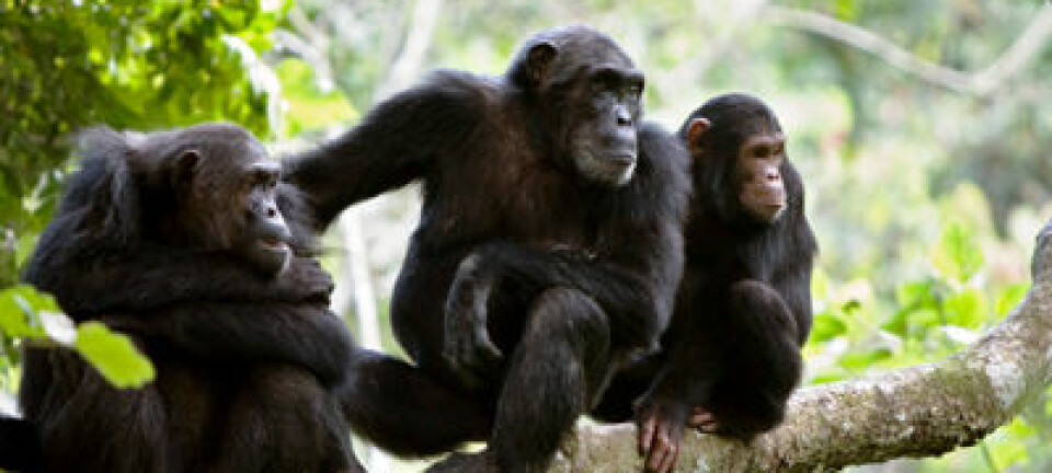 Sjimpanser. iStockphoto