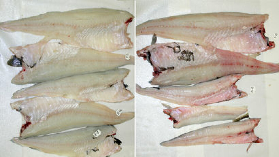 Til venstre fisk som er bløgget umiddelbart, til høyre ubløgget fisk. (Foto: Nofima)