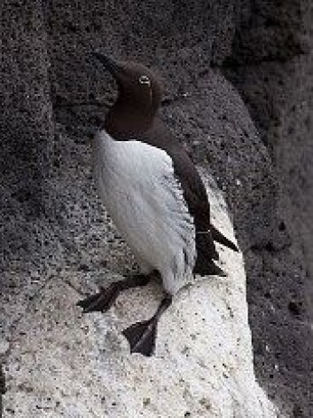 Forskerne tror den pingvinlignende fuglen Iomvi kan være den neste som mister flygeevnen. (Foto: Boaworm/Wikimedia Commons) Forskerne tror den pingvinlignende fuglen Iomvi kan være den neste som mister flygeevnen. (Foto: Boaworm/Wikimedia Commons)
