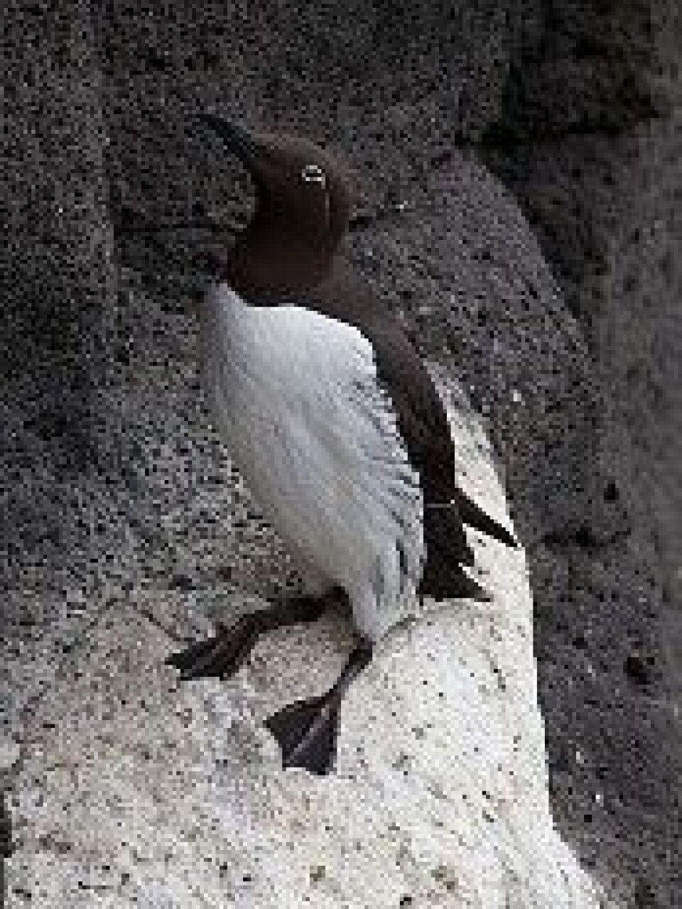 Forskerne tror den pingvinlignende fuglen Iomvi kan være den neste som mister flygeevnen. (Foto: Boaworm/Wikimedia Commons)