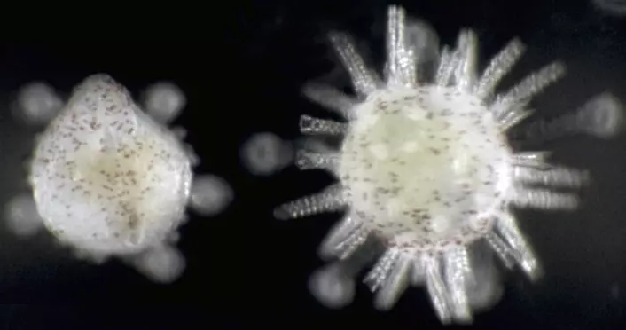 Larver av kråkebolle som akkurat er i ferd med å starte omdanningen. Ny studie viser at larvene kan fange opp turbulens i havet som et signal om et godt bosted er innen rekkevidde. (Foto: Jason Hodin, Stanford University Hopkins Marine Field Station)
