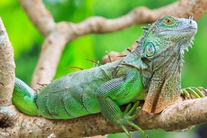 En ny studie av firfisler gir ny innsikt i evolusjonen. Forskerne bak studien mener evolusjonen til en viss grad kan være forutsigbar. (Foto: Colourbox) En ny studie av firfisler gir ny innsikt i evolusjonen. Forskerne bak studien mener evolusjonen til en viss grad kan være forutsigbar. (Foto: Colourbox)