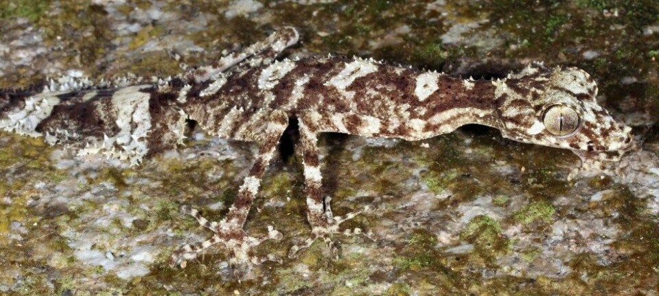 Denne gekkoen med lauvforma hale vart nyleg oppdaga i ei isolert lomme av regnskog på Cape Melville i det nordaustlege Australia. Dei store auga og den lange, smale kroppen er tilpassingar til eit liv mellom kampesteinar. Conrad Hoskin