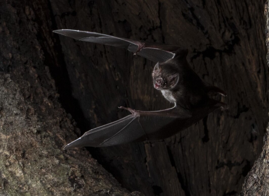 En vampyrflaggermus på vei ut av det hule treet. En vampyrflaggermus på vei ut av det hule treet.