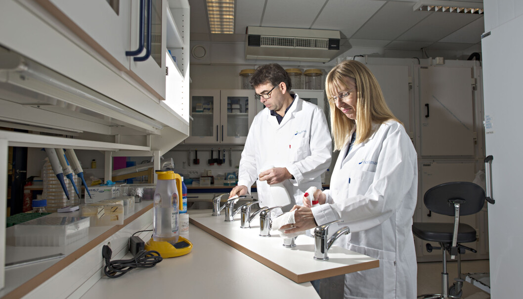 Nofima-researchers Trond Møretrø and Solveig Langsrud study kitchen hygiene in European homes. Most people - 73 per cent - clean their kitchen counter directly after cooking, which is the best way to do it in order to avoid being infected by potentially dangerous microbes. Nofima-researchers Trond Møretrø and Solveig Langsrud study kitchen hygiene in European homes. Most people - 73 per cent - clean their kitchen counter directly after cooking, which is the best way to do it in order to avoid being infected by potentially dangerous microbes.