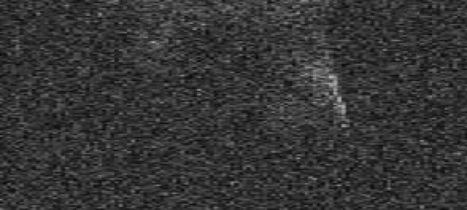 Asteroiden 4179 Toutatis er 4,5 km lang og er ein av dei største kjende asteroidane som passerer i nærleiken av jorda. Goldstone Radar Images, NASA