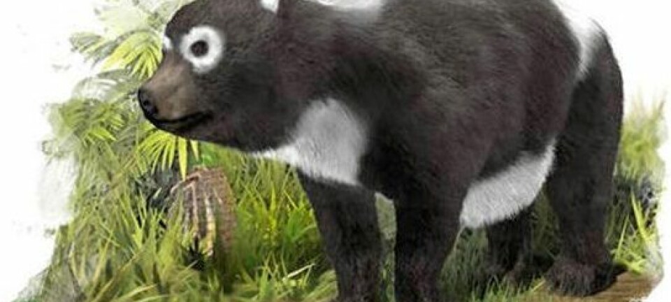 Kanskje så Kretzoiarctos ut som en motsatt-panda, med omvendte fargeflekker? Forskerne bak fossilfunnet er ikke redde for å spekulere. (Bilde: J.A. Peñas/SINC)