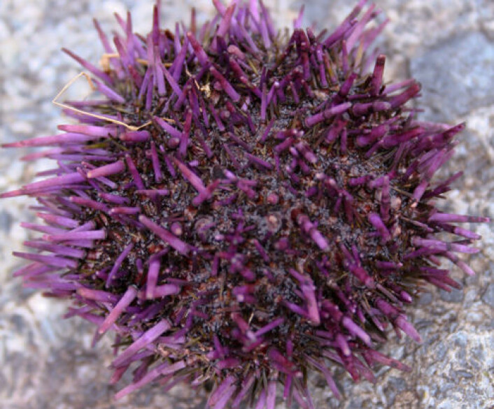 Voksen utgave av purpurkråkebolle. (Foto: iStockphoto) Voksen utgave av purpurkråkebolle. (Foto: iStockphoto)