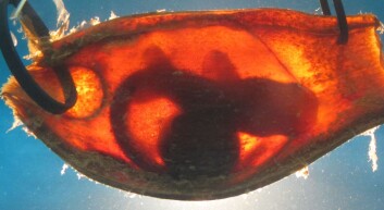 Her ses embryoet inni eggsekken. (Foto: Ryan Kempster, et. al PLOS ONE 8(1), 2013.) Her ses embryoet inni eggsekken. (Foto: Ryan Kempster, et. al PLOS ONE 8(1), 2013.)