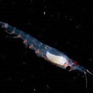 Månelyset i den ellers så mørke polarnatten påvirker livet i polhavet. Krill og andre frittlevende organismer blir til varulver som lar seg styre av månelysets faser... (Foto: Geir Johnsen/UNIS) Månelyset i den ellers så mørke polarnatten påvirker livet i polhavet. Krill og andre frittlevende organismer blir til varulver som lar seg styre av månelysets faser... (Foto: Geir Johnsen/UNIS)