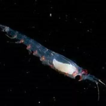 Månelyset i den ellers så mørke polarnatten påvirker livet i polhavet. Krill og andre frittlevende organismer blir til varulver som lar seg styre av månelysets faser... (Foto: Geir Johnsen/UNIS)