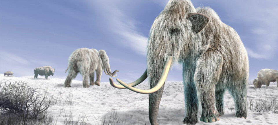 Kaldt vær gjorde det vanskelig å finne gress til mat. Det ble starten på slutten for mammuten, mener forskerne. iStockphoto