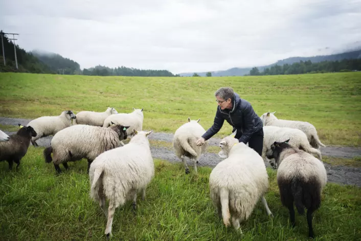 Fôring og stell av dyr oppleves av mange som meningsfullt. (Foto: Martin Lundsvoll / Aldring og helse)