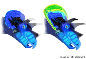 Illustrasjon som viser forskjellen i hodeskallene til Triceratops og Torosaurus. (Bilde: Holly Woodward/MSU)