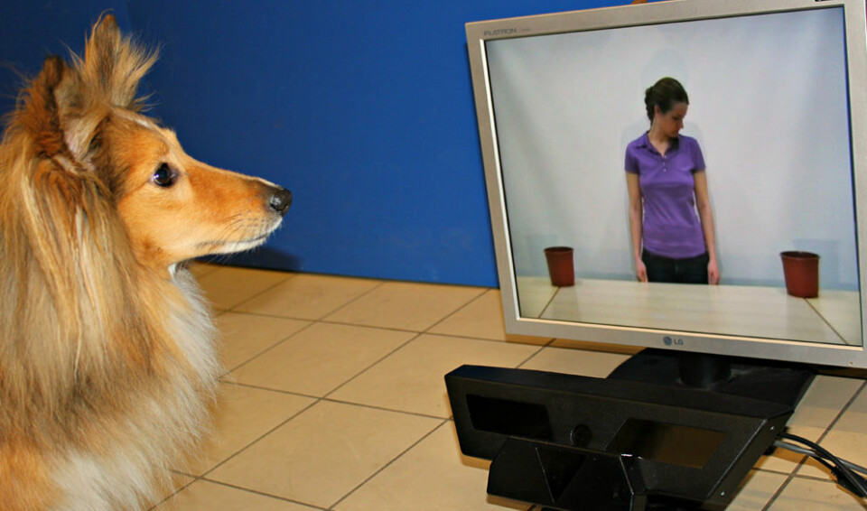 Hmmm...nettopp, akkurat ja, jeg skjønner....Motiv fra forskernes forsøk med videosnutter, for å se hvoran hunden reagerte på blikk. (Foto: Current Biology, Téglás et al.)