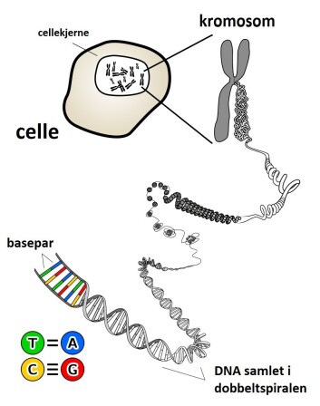De små nukleotidmolekylene A, T, C og G settes sammen til basepar, som blir til DNA. DNAet finner vi i kromosomene, som er å finne i cellekjernen til alle cellene i kroppen din. (Foto: (Bilde: KES47/Wikimedia Commons/forskning.no)) De små nukleotidmolekylene A, T, C og G settes sammen til basepar, som blir til DNA. DNAet finner vi i kromosomene, som er å finne i cellekjernen til alle cellene i kroppen din. (Foto: (Bilde: KES47/Wikimedia Commons/forskning.no))