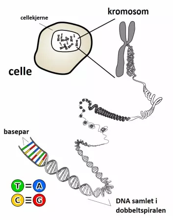 De små nukleotidmolekylene A, T, C og G settes sammen til basepar, som blir til DNA. DNAet finner vi i kromosomene, som er å finne i cellekjernen til alle cellene i kroppen din. (Foto: (Bilde: KES47/Wikimedia Commons/forskning.no))