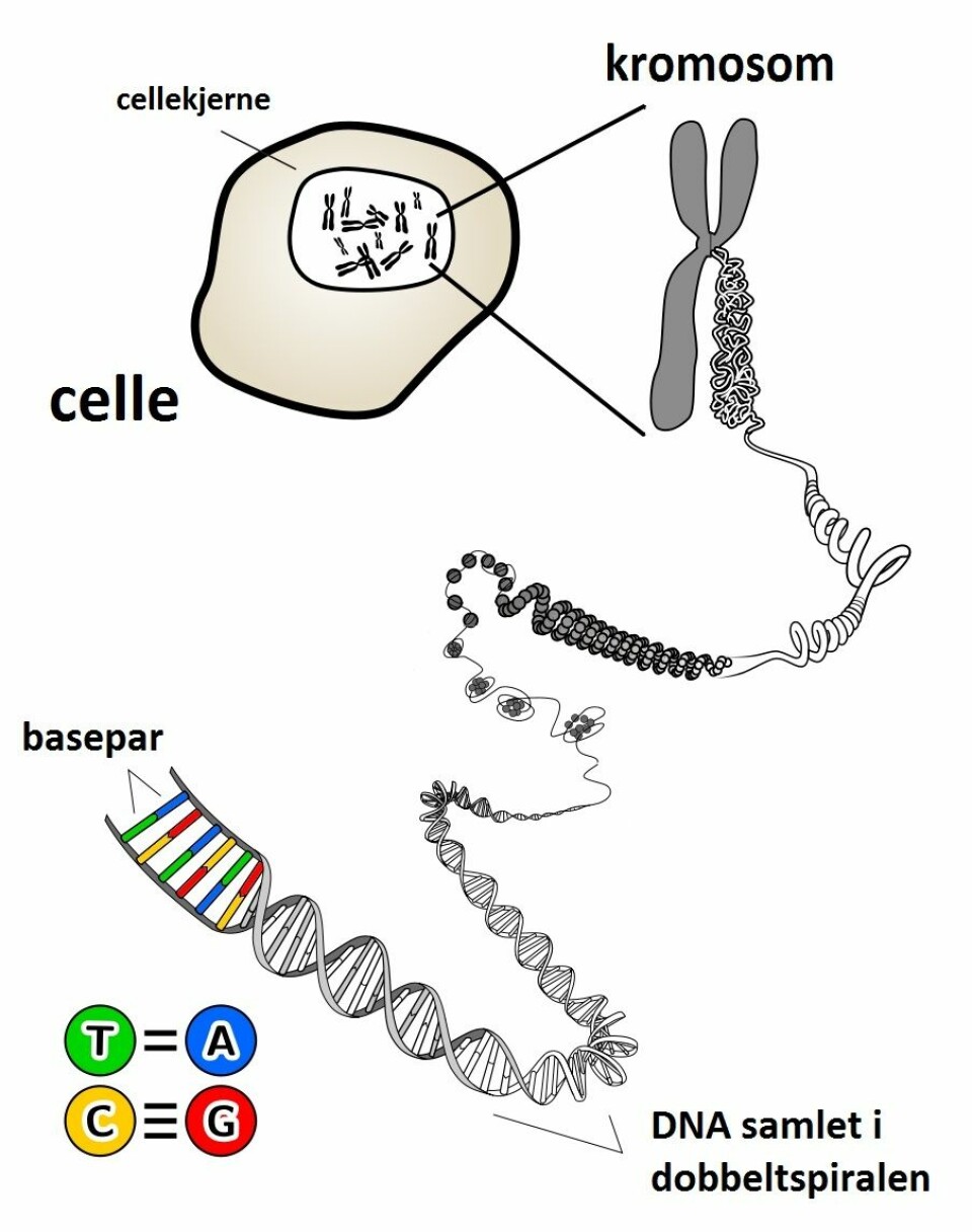 A, T, C og G settes sammen til basepar, som blir til DNA. DNAet finner vi i kromosomene, som er å finne i cellekjernen til alle cellene i kroppen din. (Foto: (Bilde: KES47/Wikimedia Commons/forskning.no))