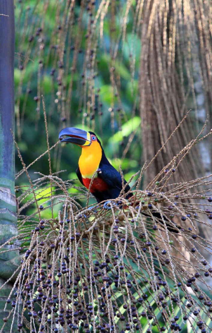 En tukan, Ramphastos vitelinus, spiser frukt i kystregnskogen i Brasil. (Foto: Lindolfo Souto) En tukan, Ramphastos vitelinus, spiser frukt i kystregnskogen i Brasil. (Foto: Lindolfo Souto)