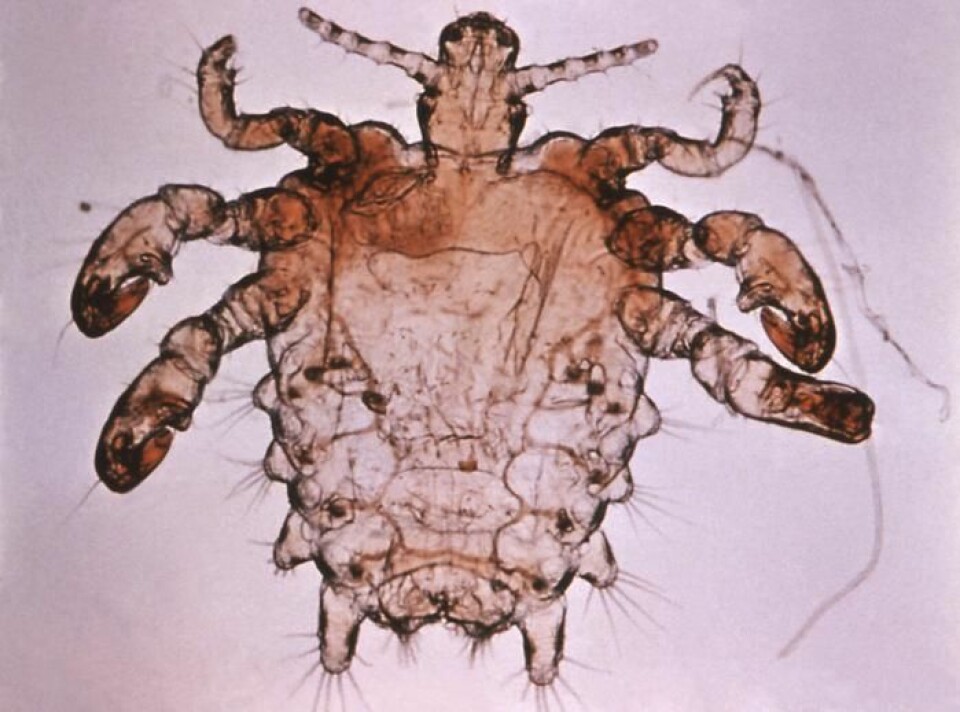 Flatlus (Pthiridae) er hudparasitter som lever på mennesker der det er kroppshår (Foto: Wikimedia Commons)