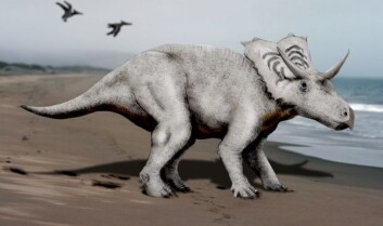 Mojoceratops (Bilde: Nobu Tamura/Wikimedia Creative Commons) Mojoceratops (Bilde: Nobu Tamura/Wikimedia Creative Commons)