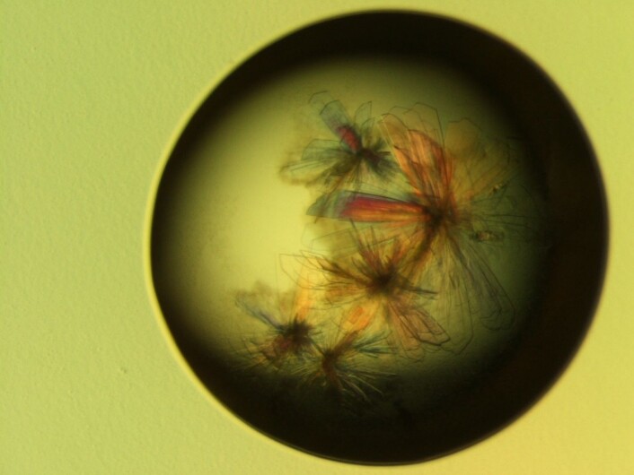 Krystallen ser ut som en blomst, men er i virkeligheten myoglobin. Det er et protein som frakter oksygen i muskler, i dette tilfellet fra en hest. (Foto: NorStruct) Krystallen ser ut som en blomst, men er i virkeligheten myoglobin. Det er et protein som frakter oksygen i muskler, i dette tilfellet fra en hest. (Foto: NorStruct)