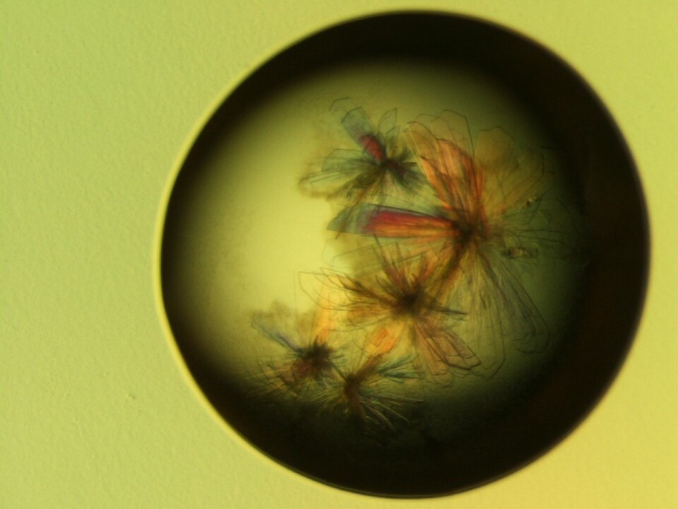 Krystallen ser ut som en blomst, men er i virkeligheten myoglobin. Det er et protein som frakter oksygen i muskler, i dette tilfellet fra en hest. (Foto: NorStruct)