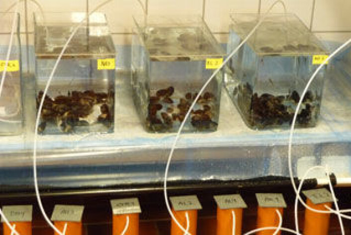 Akvarier med blåskjell og tangkutling der vann med oljeforurenset grus pumpes gjennom kolonnene nederst til akvariene. (Foto: Tor Fredrik Holth, Biologisk Institutt, UiO) Akvarier med blåskjell og tangkutling der vann med oljeforurenset grus pumpes gjennom kolonnene nederst til akvariene. (Foto: Tor Fredrik Holth, Biologisk Institutt, UiO)