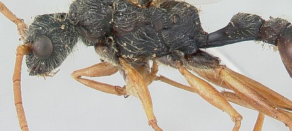 Denne typen maur kan drepe bytter som er hundre ganger større, blant annet ved å slå til byttet i hodet. Wikimedia Commons