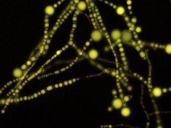 Muggsoppen <span class="italic" data-lab-italic_desktop="italic">Mucor circinelloides.</span> Muggsoppen <span class="italic" data-lab-italic_desktop="italic">Mucor circinelloides.</span>