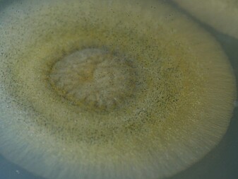 Muggsoppen Mucor circinelloides. Muggsoppen Mucor circinelloides.