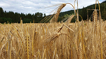 Nye kart viser hvor det kan dyrkes mer korn og gras