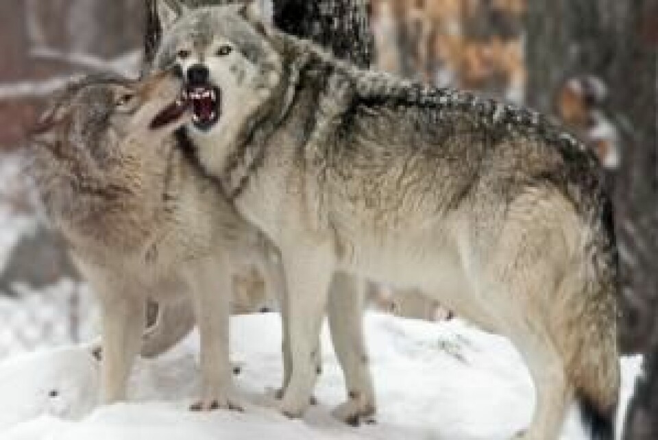 Mennesker fikk ulver til å arbeide for seg. Til gjengjeld fikk ulvene det som var til overs fra menneskenes måltid. (Foto: Colourbox)