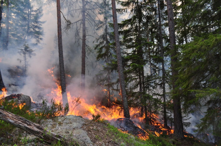 Skogbrann bidrar til å bevare artsmangfoldet i skogen. Flere arter er avhengige av brann for å overleve. (Foto: Ken Olaf Storaunet) Skogbrann bidrar til å bevare artsmangfoldet i skogen. Flere arter er avhengige av brann for å overleve. (Foto: Ken Olaf Storaunet)