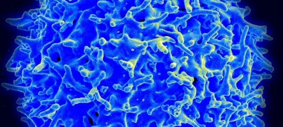 Kreftpasientars eigne immunceller kan bli genmodifisert til å drepe kreftceller. Biletet viser ein T-lymfocytt (fargelagd) sett i elektronmikroskop. NIAID, CC
