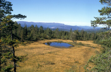 Myr og myrputt i høgtliggende furuskog. (Foto: John Y. Larsson, Skog og landskap) Myr og myrputt i høgtliggende furuskog. (Foto: John Y. Larsson, Skog og landskap)