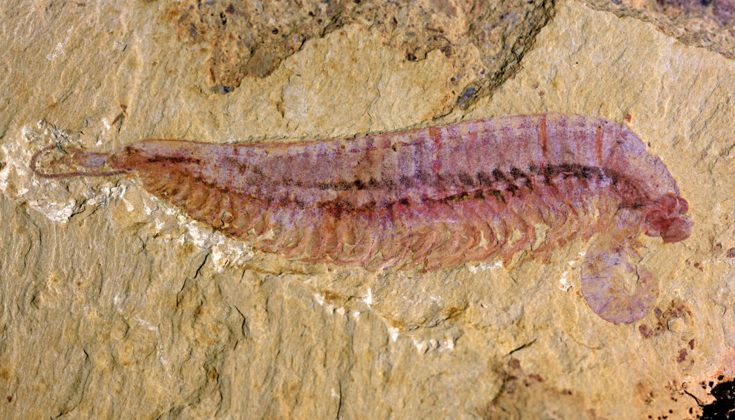 Et svært godt bevart fossil av det nyoppdagede leddyret Et svært godt bevart fossil av det nyoppdagede leddyret