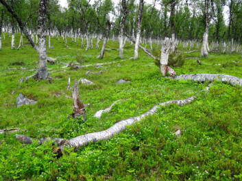 Blåbærbjørkeskog. Fra Svartfjell i Lenvik kommune i Troms. (Foto: Per K. Bjørklund/Skog og landskap) Blåbærbjørkeskog. Fra Svartfjell i Lenvik kommune i Troms. (Foto: Per K. Bjørklund/Skog og landskap)